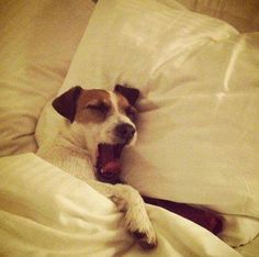 a brown and white dog laying on top of a bed under a blanket with its mouth open