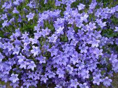 some purple flowers are growing in the grass