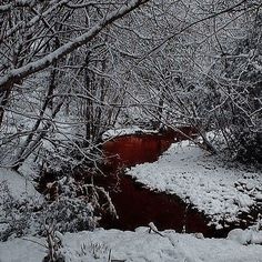 a stream running through a snow covered forest