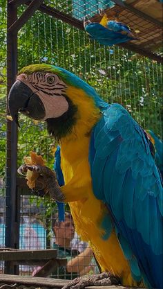 a large blue and yellow parrot sitting on top of a wooden perch in a cage