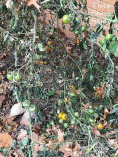 some green and yellow tomatoes growing on the vine next to a brick wall that reads, there's no such