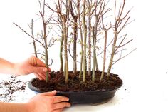 Last tree... Forest Bonsai, Bonsai For Beginners, Garden Bonsai Tree, Bonsai Diy, Bonsai Techniques