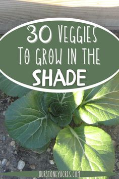 a close up of a plant with the words 30 veggies to grow in the shade