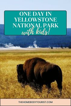 a bison in a field with the words one day in yellowstone national park with kids