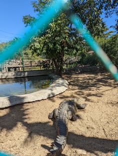 an alligator is standing in the dirt near a pond and fenced in area with trees