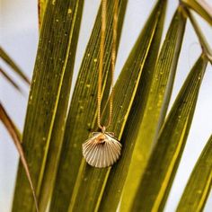 Channel your inner beach babe with our Salty Cali Beachy Necklace. Made with high-quality 925 Sterling Silver and an 18k plated chain, its 16" length with 2" extension is perfect for any outfit. The custom shell design, complete with an engraved logo on the back, adds a touch of elegance to your beachy look. Beachy Necklace, Resort Jewelry, Cloud Stickers, Beach Necklaces, Shell Design, Chapstick Holder, Engraved Logo, 925 Sterling Silver Chain, Shell Earrings