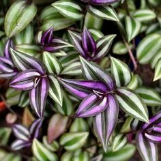 purple and green leaves are growing in the ground