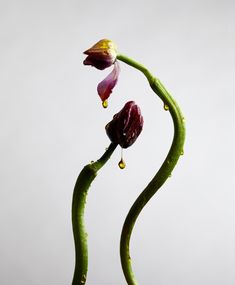 two flowers with water drops on them in the air and one flower bud still attached to it