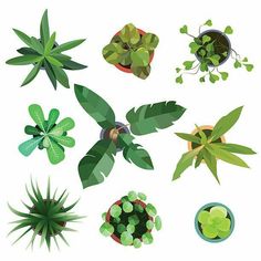 top view of various plants in pots