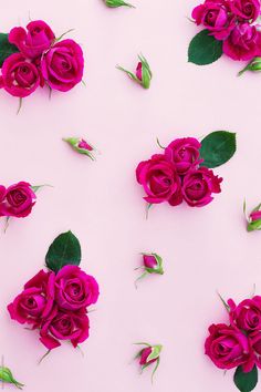 several pink roses with green leaves on a white background