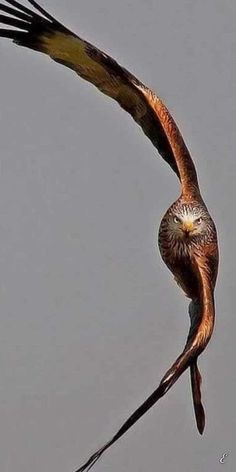 a bird flying through the air with its wings spread