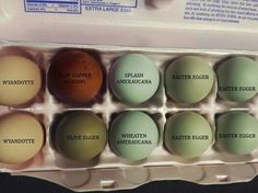 an egg carton with six eggs labeled in different colors and names on each one