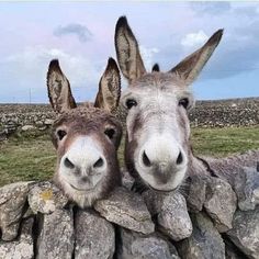 two donkeys standing next to each other behind a stone wall with grass and rocks in the background