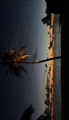 palm trees are reflected in the water at sunset on an ocean front beach with blue sky and clouds