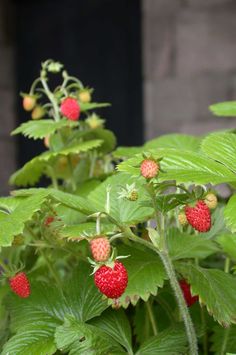 some very pretty strawberries growing on the plant