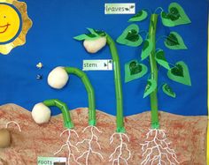 the life cycle of a plant is shown in this bulletin board with pictures and words