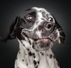 a black and white dalmatian dog looking up at the camera with its mouth open