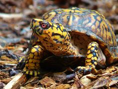 a close up of a turtle on the ground