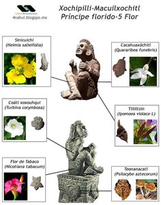 the different types of flowers are shown in this graphic above it is an image of what they