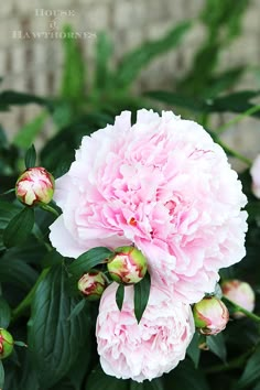 a pink flower with green leaves in front of a brick wall