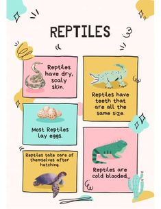 reptiles and reptiles are all the same