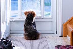 a dog sitting in front of a window looking out at the outside world and shoes on the floor