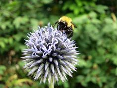 a bee sitting on top of a purple flower in front of some green trees and bushes