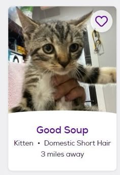 Funny Petfinder Names, Pet Finder Names, Petfinder Cats, Good Soup, Silly Names