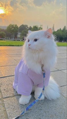 a white cat wearing a purple sweater and leash sitting on the ground with its eyes closed