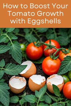 tomatoes and eggs on the ground with text overlay how to booster your tomato growth with eggshells