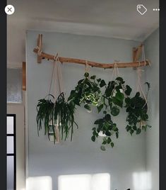 some plants are hanging on the wall