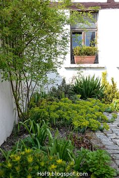 a garden with plants and flowers in front of a white building, next to a brick walkway