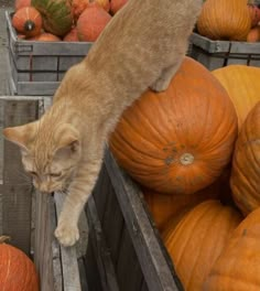 a cat climbing into a crate full of pumpkins