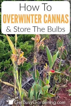 how to overwint cannabiss and store the bulbs