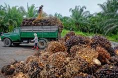 Organic oil palm farming is a sustainable approach to cultivating oil palms without synthetic inputs. It emphasizes natural methods for soil fertility, pest control, and plant health. This method supports eco-friendly practices and ensures healthier, chemical-free palm oil.



Organic oil palm farming focuses on enhancing soil health through compost, organic fertilizers, and crop rotation. This results in healthier plants and higher-qu...

#PremiumContent #PremiumContent #Opcional #PremiumConten