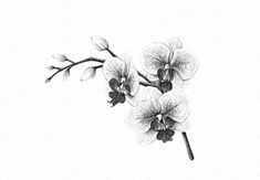 a black and white photo of flowers on a branch with one flower in the middle