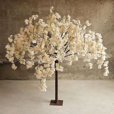 a tree with white flowers on it in front of a concrete wall and cement floor