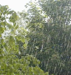 the rain is falling down on trees and leaves