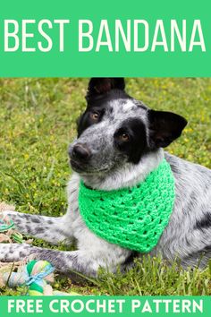 a black and white dog wearing a green crochet bandana laying in the grass