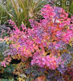 the colorful flowers are blooming in the planter's garden, and it is hard to tell what color they are