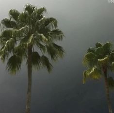 three palm trees in front of a dark sky