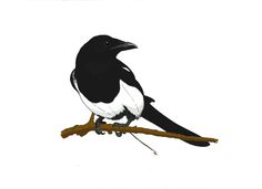 a black and white bird is sitting on a branch