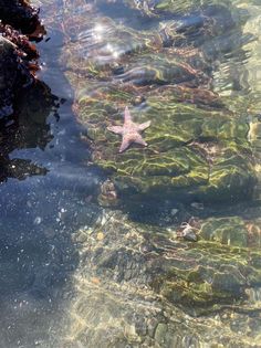 a starfish in shallow water with rocks and seaweed on the bottom right side