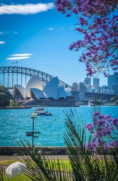 the sydney opera house and harbour bridge are seen from across the water with purple flowers in bloom