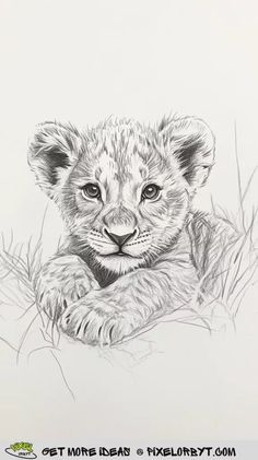 Animal Sketches Easy, Realistic Animal Drawings, Animal Line Drawings, Art Drawing Ideas, Spirit Tattoo, Animal Caricature, Pencil Drawings Of Animals, Nature Art Drawings, Animal Drawings Sketches