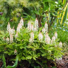 some white flowers are growing in the grass