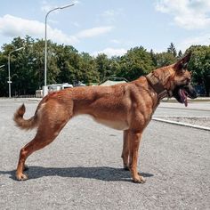 a large brown dog standing in the middle of a parking lot with its tongue out