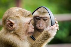 a monkey looking at its own reflection in the mirror while holding it's head