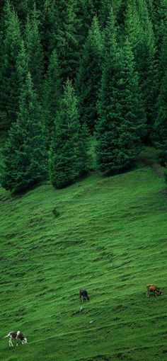 several cows grazing in a green field with trees behind them on a hill side, surrounded by tall evergreens