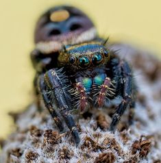 a close up of a jumping spider on top of a rock with other insects in the background